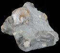 Sphenodiscus Ammonite - South Dakota #60235-4